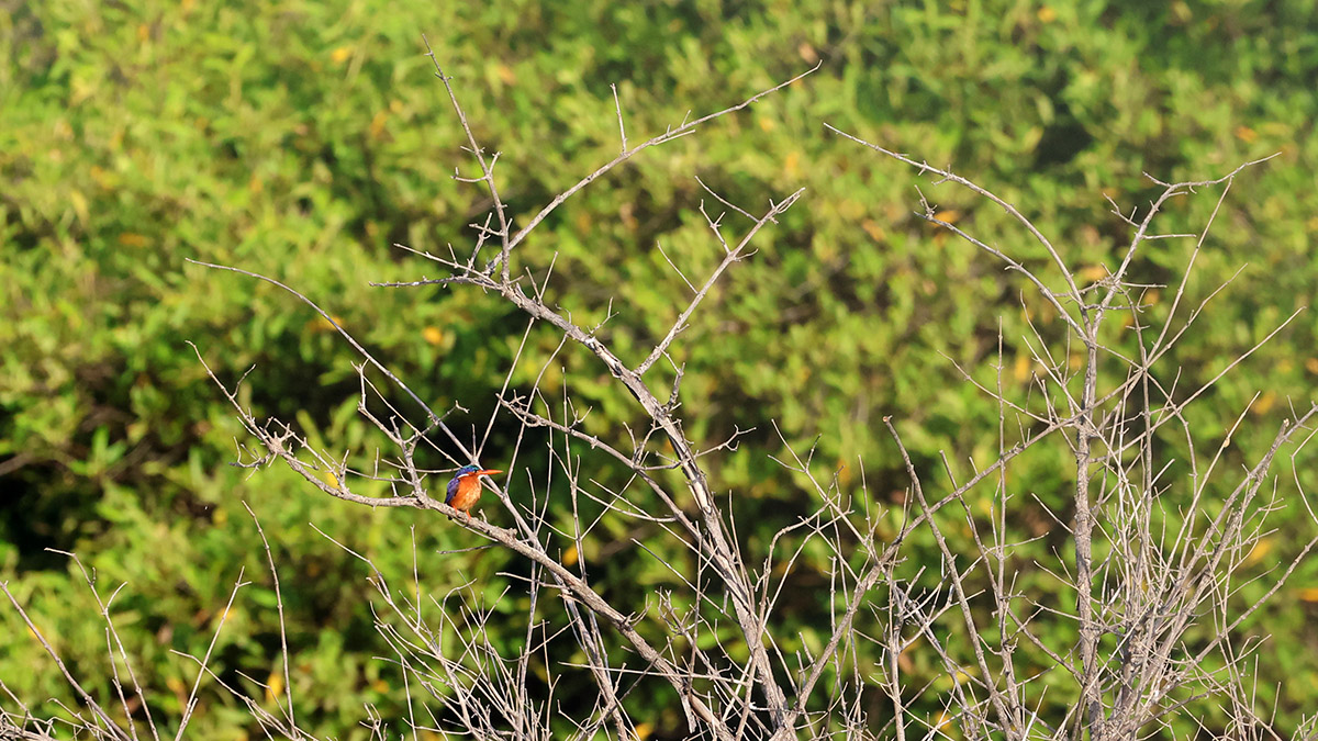 Malachite Kingfisher